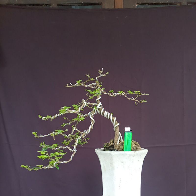 bonsai pohon kingkit