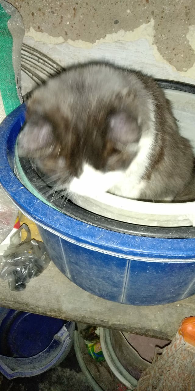 Bayclin Pemutih 5in1 1000ml 1l