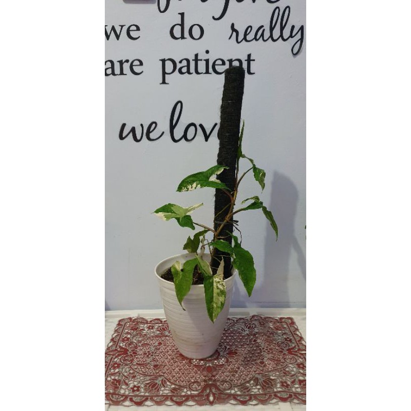 Syngonium variegata syngonium varigata