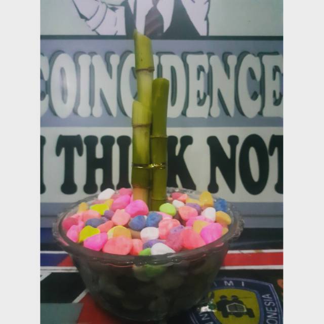 Tanaman bambu rejeki