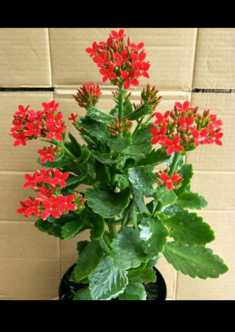 tanaman hias cocor bebek kalanchoe bunga tumpuk COD WARNA RANDOM