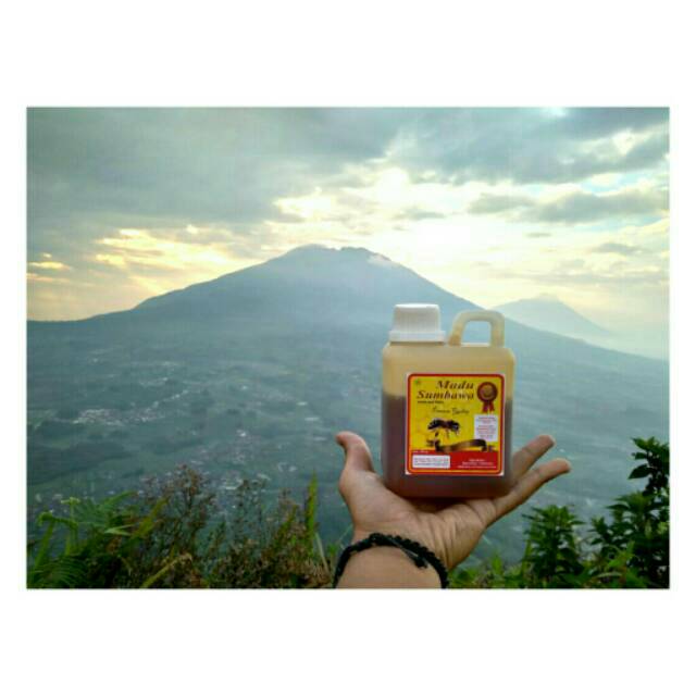 

MADU PROPOLIS HUTAN SUMBAWA ASLI 100%