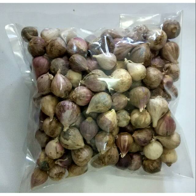 

Bawang Tunggal Bawang Lanang 500 gram