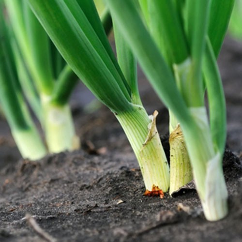 DAUN BAWANG FRESH / Allium fistulosum (500gr) Khusus Area JABODETABEK