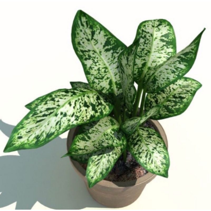 Tanaman Hias Aglonema Sparkle Sri Rejeki, Cocok Buat Hiasan Taman Dan Rumah