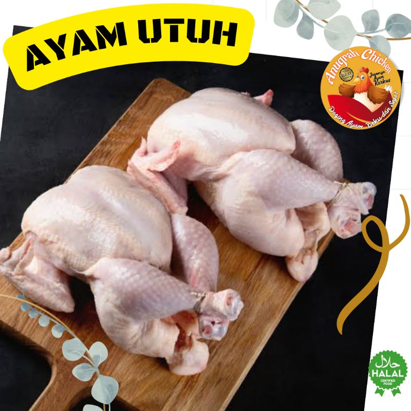 

Ayam Potong Broiler | Ayam Karkas | Ayam Segar Frozen