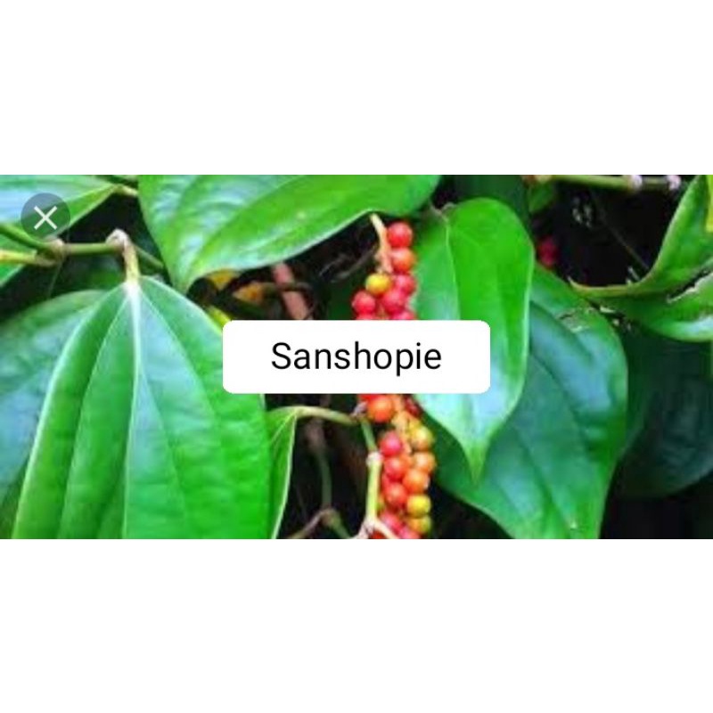 

Daun kemukus lada hutan segar 250 gram