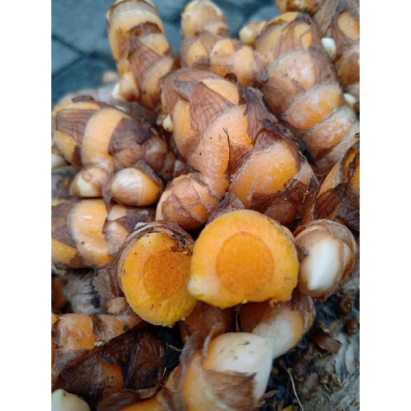 

Kunyit Segar Panen Sendiri