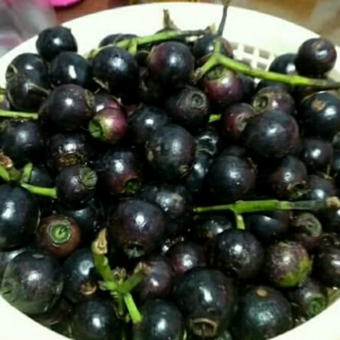 Tanaman Buah, Pohon Buah GOWOK.