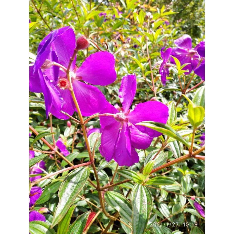 bunga senggani/tebu cina