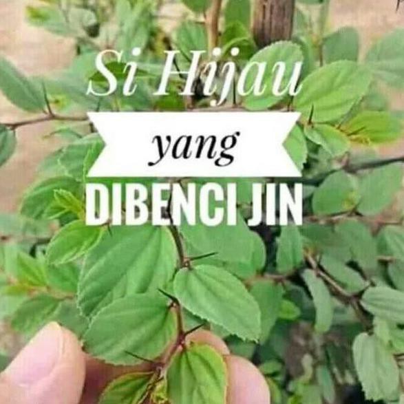 Murah Pohon bidara sidr arab berduri / zizhipus mauritiana