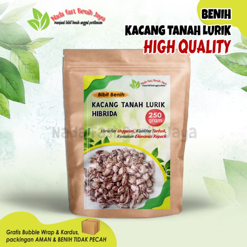 Jual Benih Kacang Tanah Lurik - Bibit Kacang Tanah Zebra / Benih Kacang ...