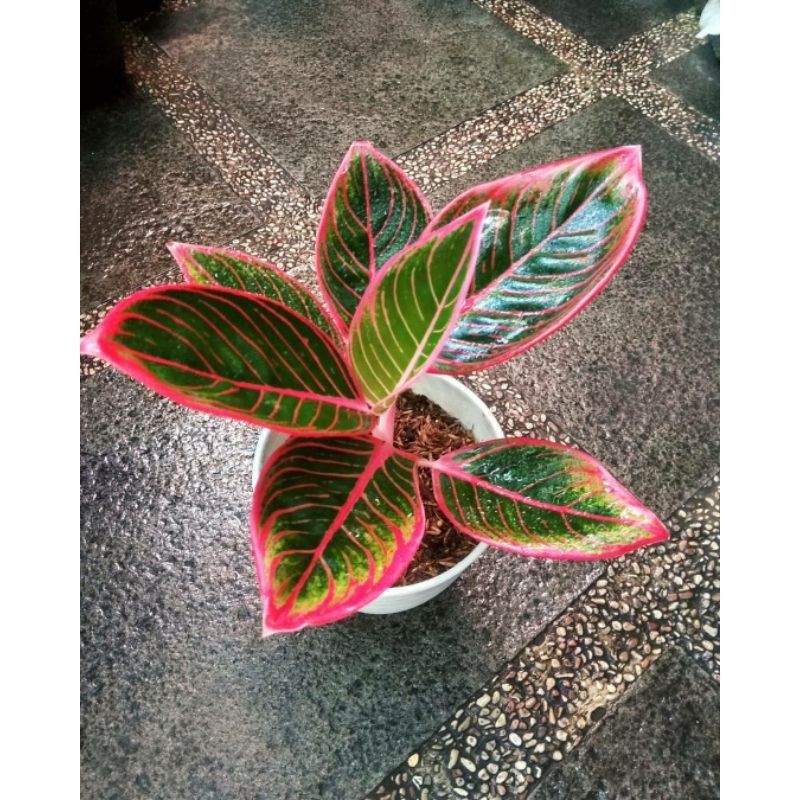 bonggol aglonema khanza ASLI 100%