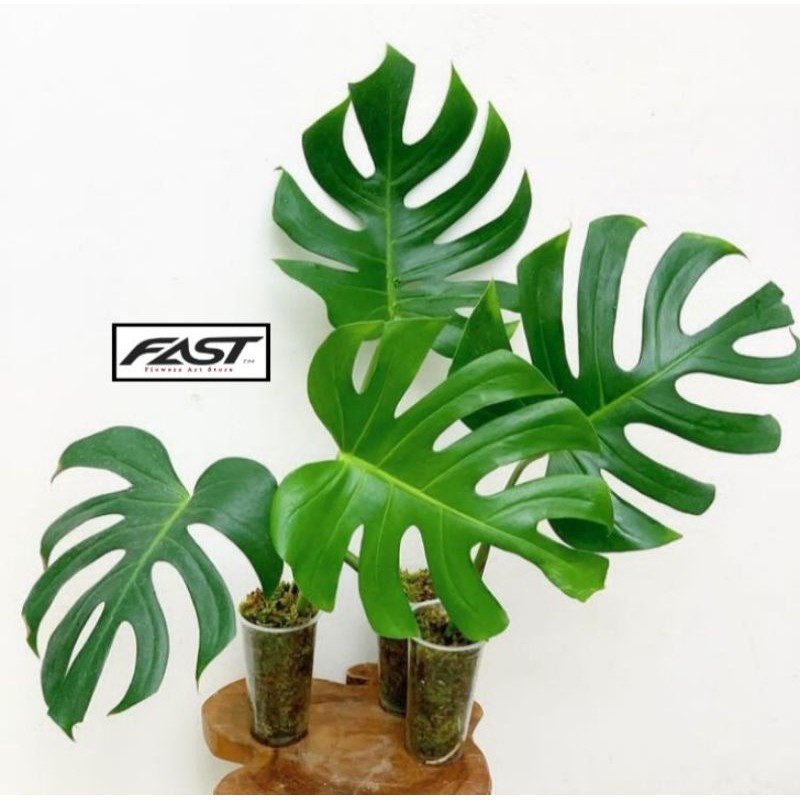 Tanaman Hias Philodendron Monstera Deliciosa - Bibit & Remaja - Monstera Deliciosa