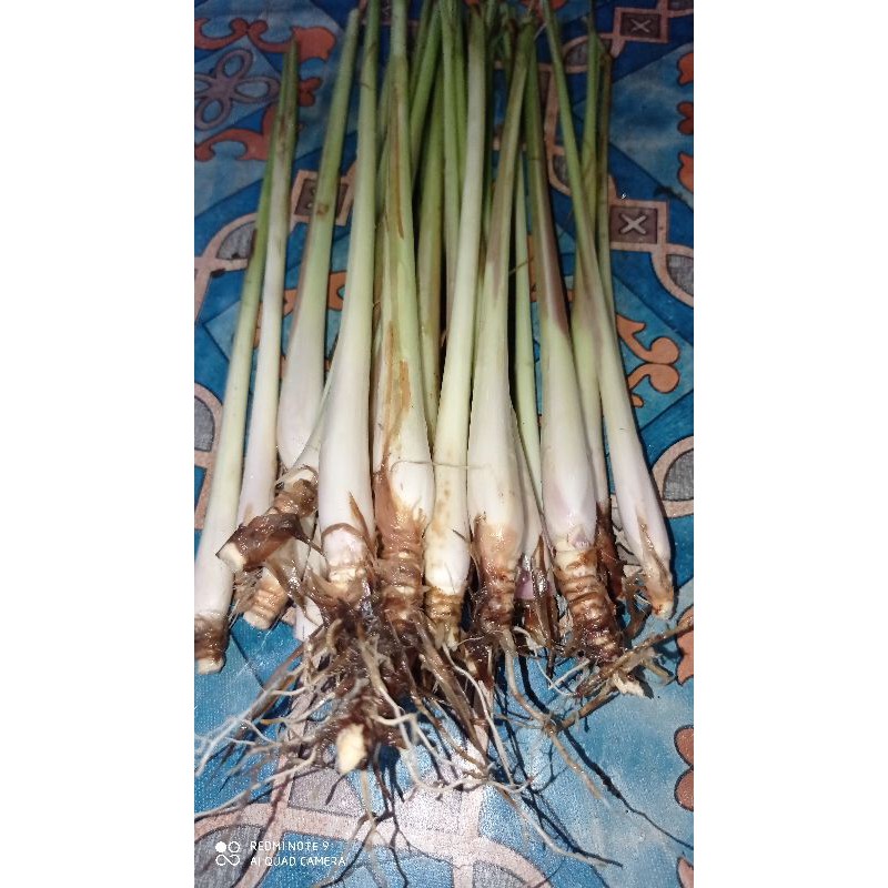 

sereh segar/serai segar/sereh makanan