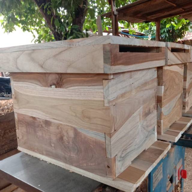 

Kotak lebah madu apis