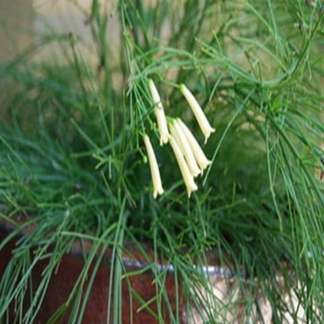 Taman hias bunga air mancur - bunga putih - Pohon `Hidup’ Murah-kembang hidup asli-bunga hidup canti