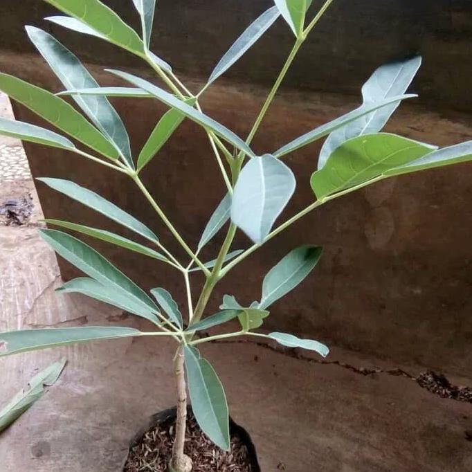 tanaman tabebuya kuning / bibit pohon tabebuya / tabibuya b3h