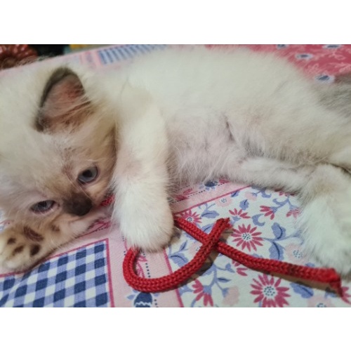 Kucing persia mata biru