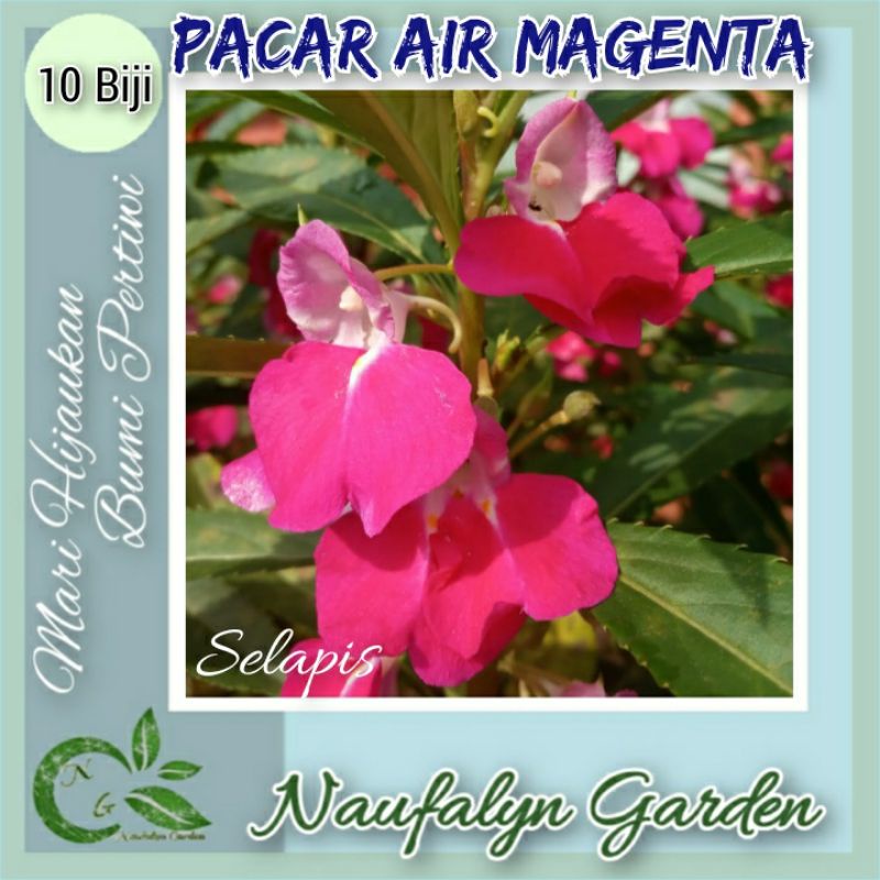 10 Benih Bunga Pacar Air Merah Magenta Selapis Benih Biji Bibit Bunga Hias Taman Berkualitas