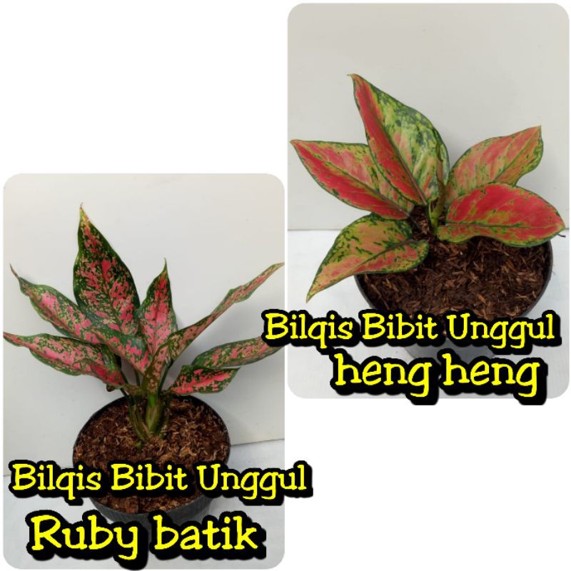 paket 2 bunga aglonema Ruby Garuda batik/Heng Heng/hengheng (Ruby batik/Rubi garuda batik)