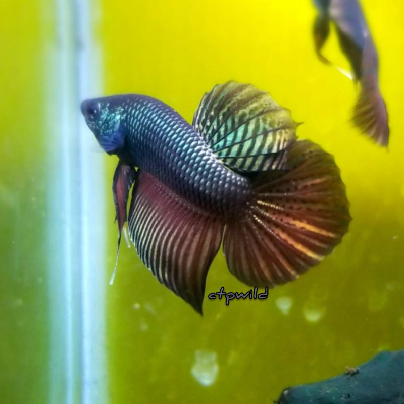 Wild Betta Smaragdina Copper