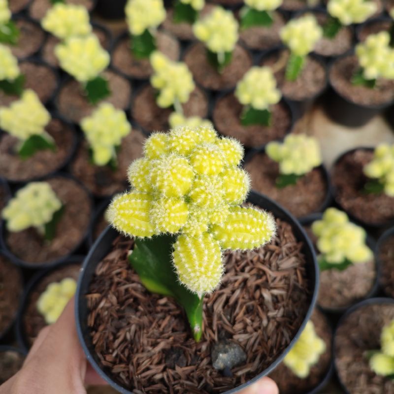 Kaktus Grafting Jagung Cluster Tanaman Hias kaktus Jagung Murah