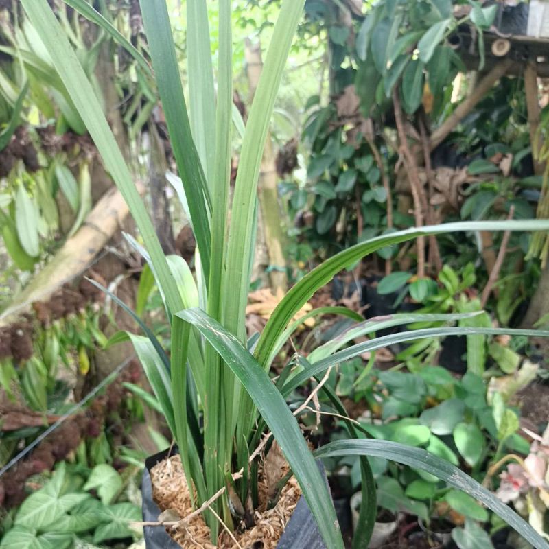 ANGGREK CIMBIDIUM ENSIFOLIUM