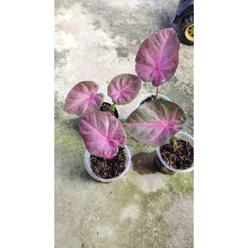 Keladi pinky boy caladium pinky boy