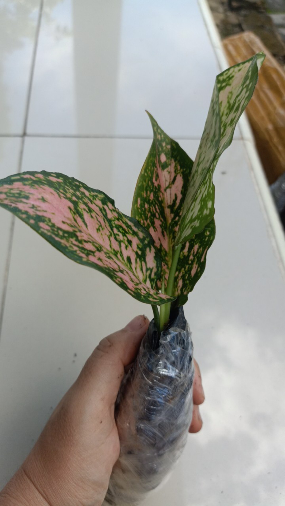 Tanaan Hias Aglonema Pink Lady Valentin - Aglaonema Lady Valentine - Bibit
