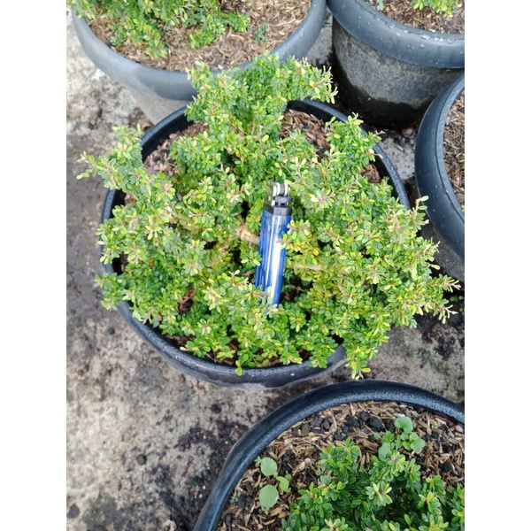 Saeng Simbur Mikro Thailand Besar/ Saeng Simbur Micro Thailand Besar