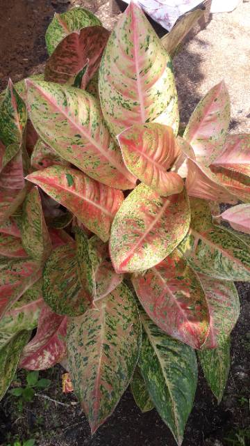 Bunga aglonema BIG ROY INDUKAN 5 DAUN + /AGLONEMA BIG ROY MUTASI/TANAMAN AGLONEMA BIG ROY MURAH