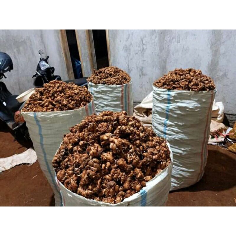 

Kencur Segar /Jamu Sehat 250gram