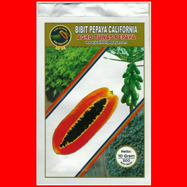 Biji Bibit Pepaya California/IPB-9  (10 gram/ 500 butir)