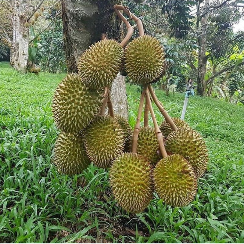 bibit buah durian pelagi