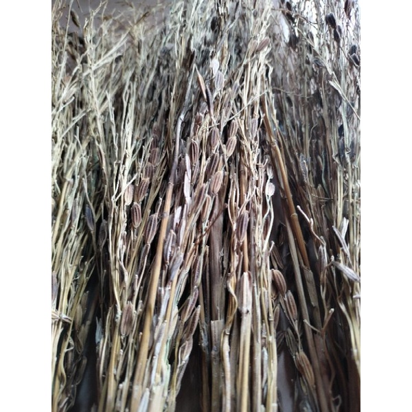 

PROMO.. merang ketan ireng 100% original merang ketan hitam asli