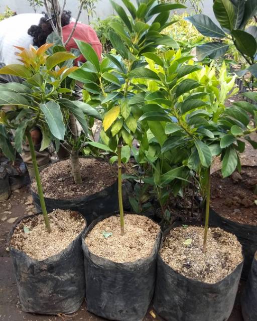 BIBIT ALPUKAT ALIGATOR STEK CEPAT BERBUAH HASIL INDUK BERBUAH