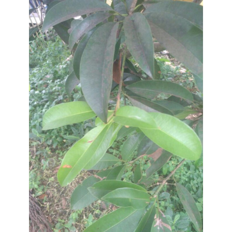 

Daun sawo seger 250 grm