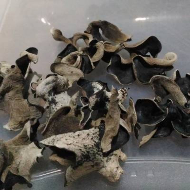 

jamur kuping kering 250gram grade A super