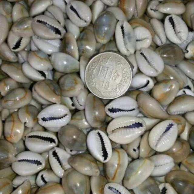 

Biji keong asli / biji kuwak