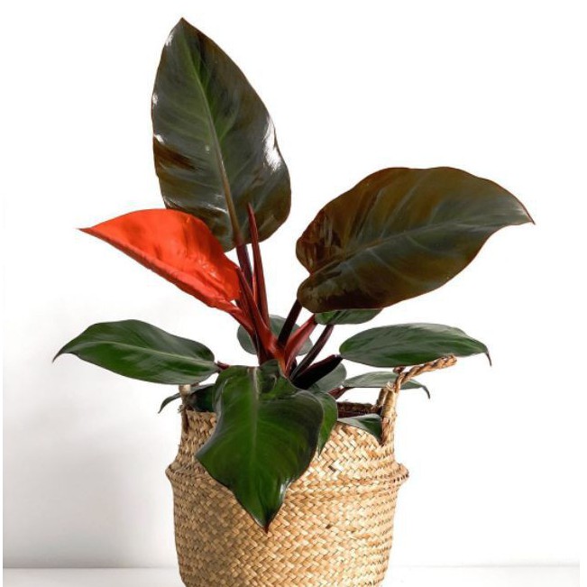 Philodendron Imperial Red Emerald