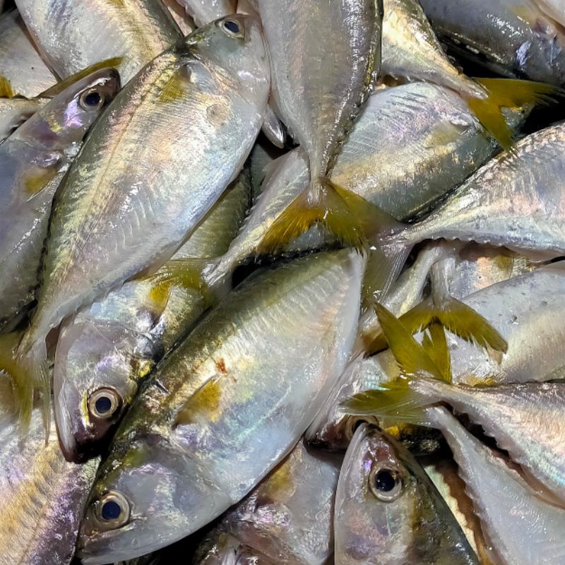 

ikan kembung puket/kembung cewe