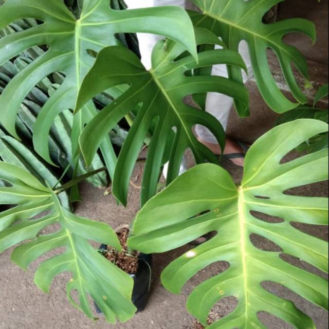 Jual Tanaman Hias Monstera King Tanaman Monstera Shopee Indonesia