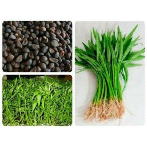 Benih sayur kangkung murah //segar 70 benih sayur kangkung