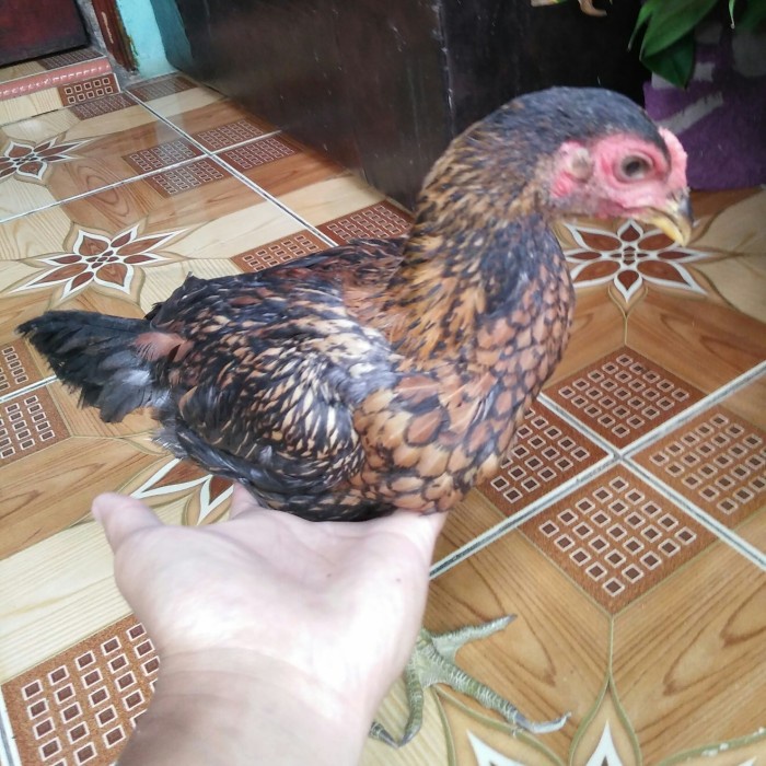 Ayam Pama Magon Bulbi Kaki Hitam Birma Pakhoy Ganoi Asel