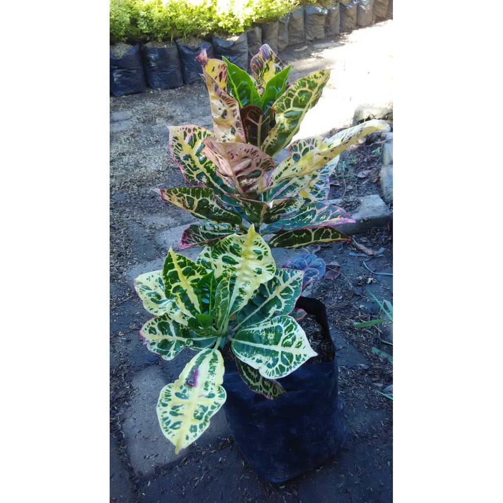 TANAMAN HIAS DAUN PURING KURA