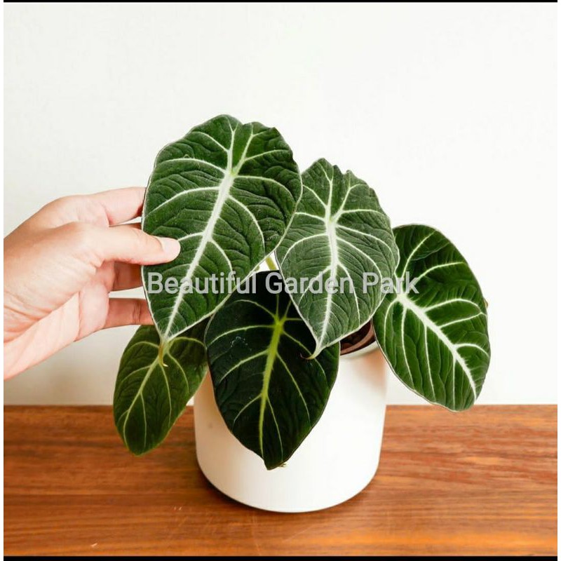 Tanaman hias Alocasia Black Velvet - Bibit alocasia velvet