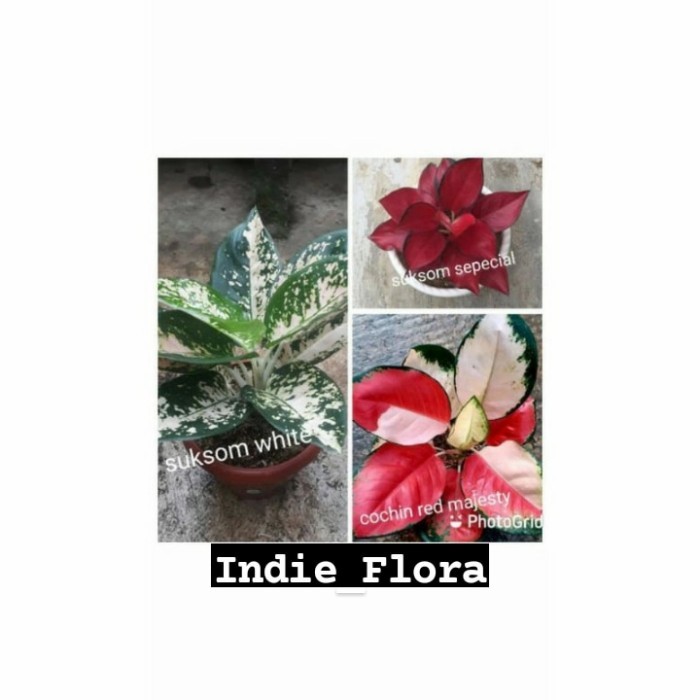 Paket 3 Bonggol Aglonema Hias