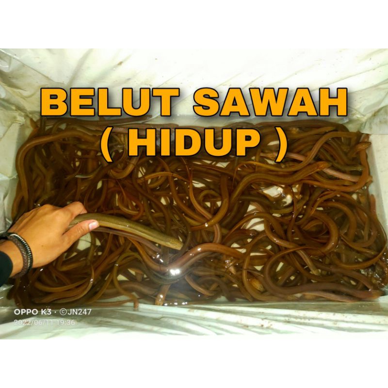 Belut Sawah ( Belut Hidup )