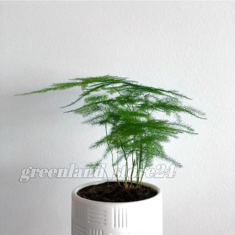 tanaman hias asparagus fern - asparagus fern - tanaman hias pakis - asparagus